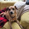 roscoe_h
